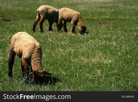 Spring Lambs On Pasture - Free Stock Images & Photos - 5251513 ...