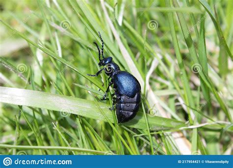 Violet Oil Beetle Meloe Violaceus Stock Image Image Of Honey Green