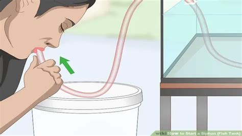 How To Aquarium Siphon A Complete Guide For Beginners