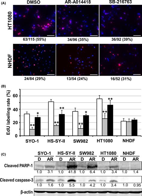 Effect Of Glycogen Synthase Kinase‐3β Gsk3β Inhibitors On The