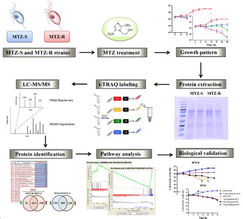 A Schematic Diagram Of Experimental Workflow To Explore The Underlying Download Scientific