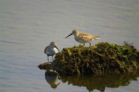 Dunlin Bolsa Chica Dave Telford Flickr