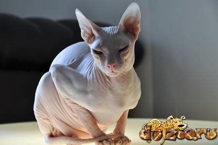 Донской сфинкс: описание породы, характер, окрасы