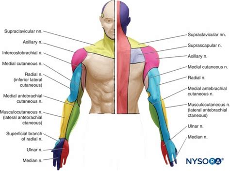 Elbow Forearm Wrist Hand Flashcards Quizlet