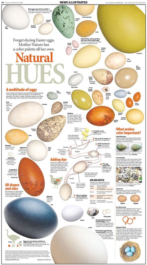 Natural egg hues infographic – Artofit