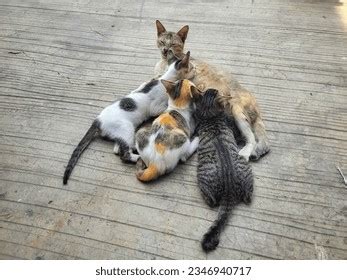 3,490 Mother Cat Nursing Kittens Images, Stock Photos, 3D objects ...