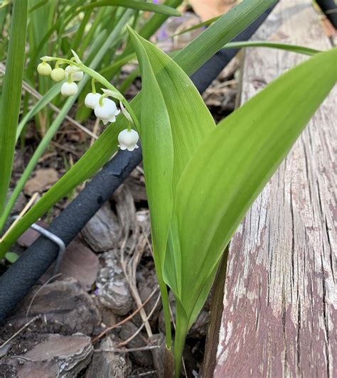 Le Premier Brin De Muguet Est Arriv Le Avril Le Blog