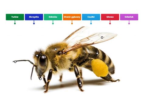 Budowa pszczoły Labelled diagram