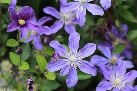 17 Of The Best Fall Blooming Clematis Varieties Gardeners Path