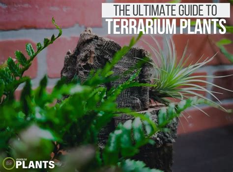 Terrarium Plants | A Complete List & Guide To Miniature Flora