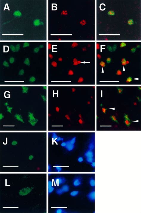 Activation And Cleavage Of Caspase In Apoptosis Induced By