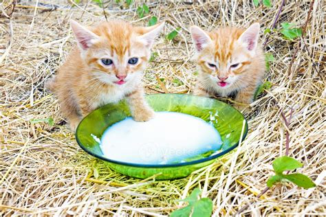 Young kittens drinking milk 937512 Stock Photo at Vecteezy