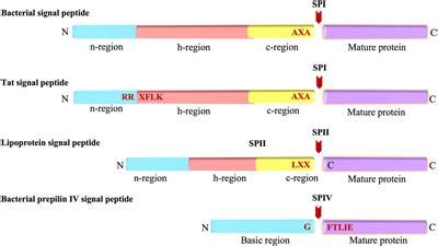 Frontiers Bacterial Signal Peptides Navigating The Journey Of Proteins