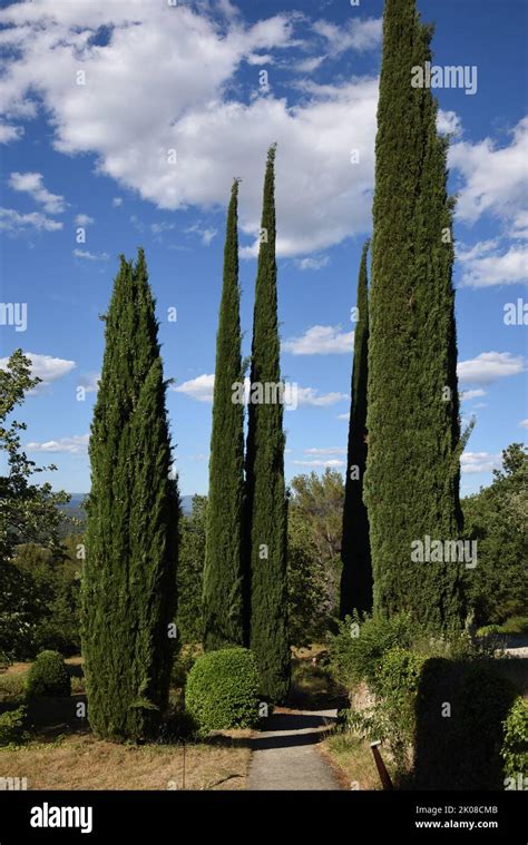 Mediterranean Cypress Trees Cupressus Sempervirens In The Garden Or