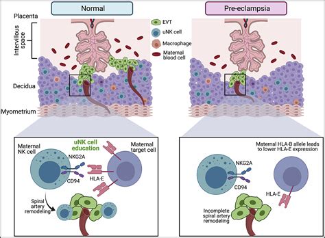 Uterine Nk Cell Education Learning The Ropes In Pregnancy Immunity