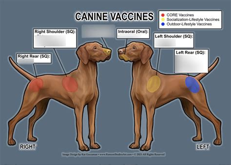 Canine Vaccine Locations Diagram | Quizlet