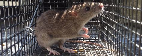 Rat Trapping - Rat Control from Alpharetta to Dawsonville