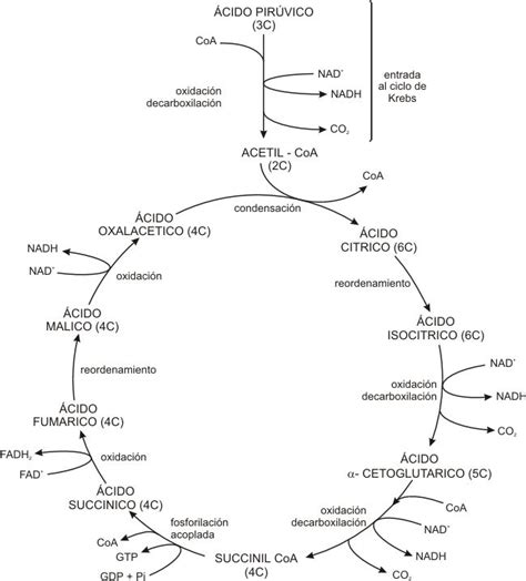 Fig Esquema Simplificado Del Ciclo De Krebs Bioqu Mica Ciclo