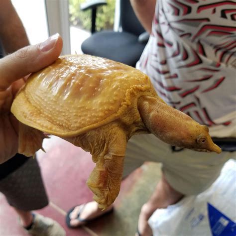 Albino Softshell Turtle