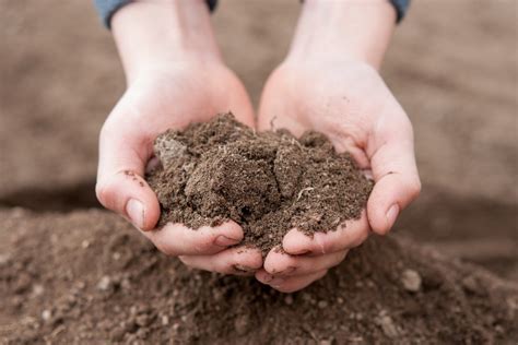 How To Make Your Own Living Soil 4 Effective Steps Days In Garden