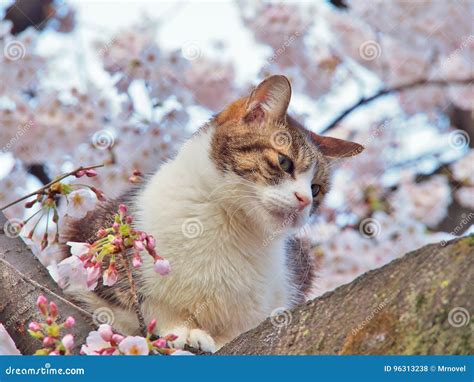 Tabby Cat Sitting On A Sakura Tree Branch Stock Photo Image Of