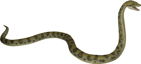 Download Free Png Anaconda S Png Images Transparent Anaconda Snake