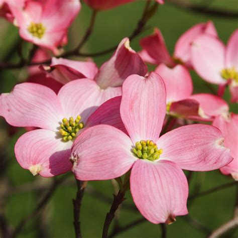 Cherokee Chief Dogwood Trees for Sale | BrighterBlooms.com