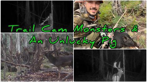 Nsw State Forest Hunting Trail Camera Monsters An Unlucky Pig