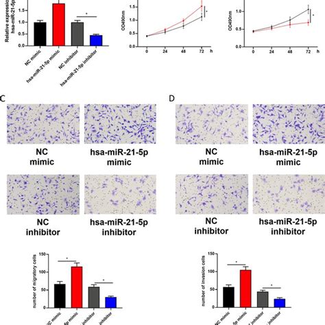 Mir P Promotes Rcc Cell Abilities A Mir P Level Changes In