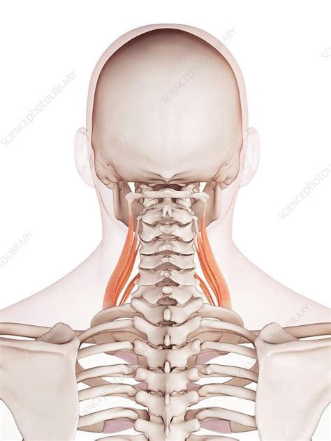 Human neck muscles - Stock Image - F015/8570 - Science Photo Library