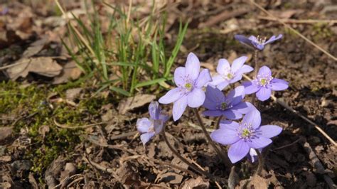 How To Plant And Care For Liverwort - Gardeninguru