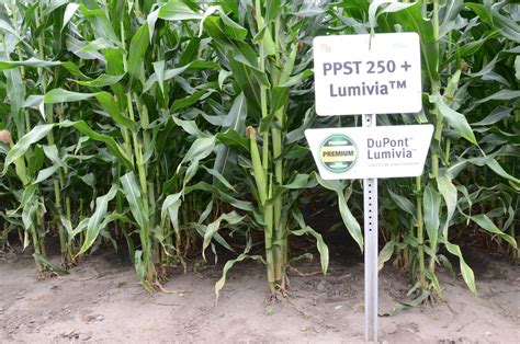 New Seed Treatment High Tech Corn Coming From Dupont Pioneer