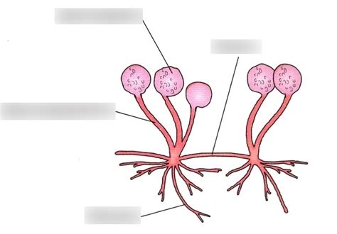 Reproductive Structures Of Rhizopus Diagram Quizlet