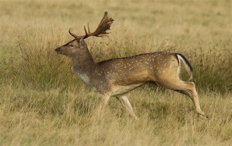 Fallow Deer Buck 2 Uk Uk Neil Phillips Flickr