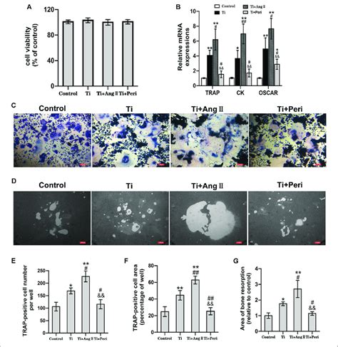 Ang II Promoted But Perindopril Suppressed Ti Particle Induced