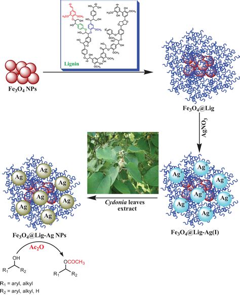 Effects Of Green Decorated Agnps On Lignin Modified Magnetic