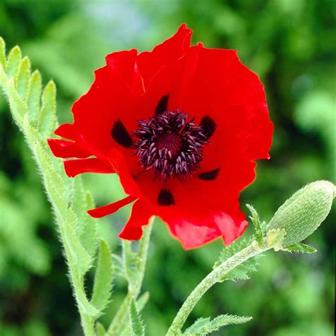 Papaver Orientale Beauty Of Livermere White Flower Farm