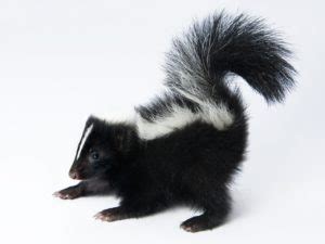 Skunks Behavior Habits and Myths