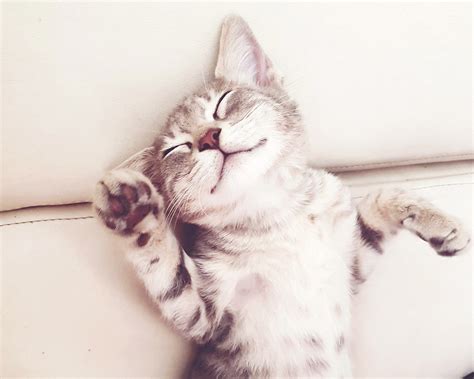 Are cats ticklish maybe—but this doesn t mean they enjoy it – Artofit