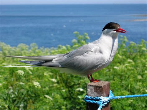 Arctic Tern Wikimedia Commons Earth Buddies