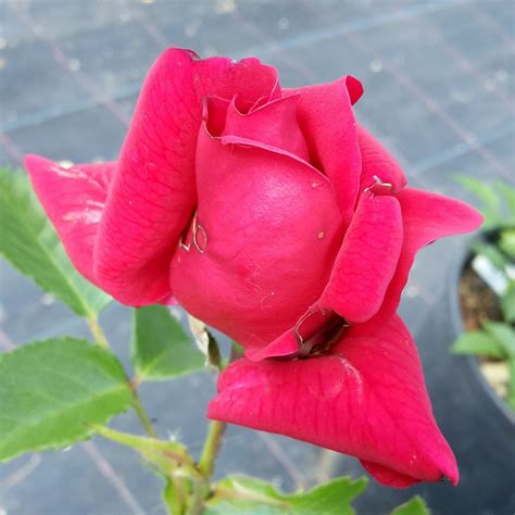 Santana – Karin Schade – Stauden und Rosen