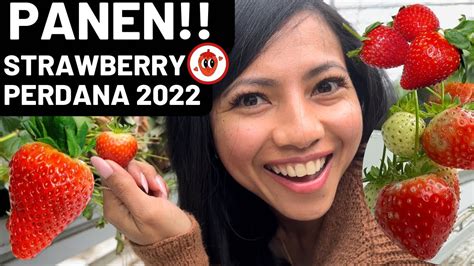 Perdana Panen Strawberry Pertama Di Tahun Hampir Telat Hari