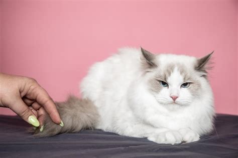 Premium Photo Very Calm Beautiful Cat Ragdoll Allows You To Touch