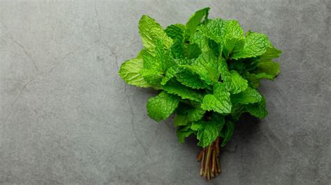 6 Scientifically Backed Health Benefits Of Mint Onlymyhealth