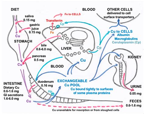 Ijms Free Full Text Copper Homeostasis In Mammals With Emphasis On