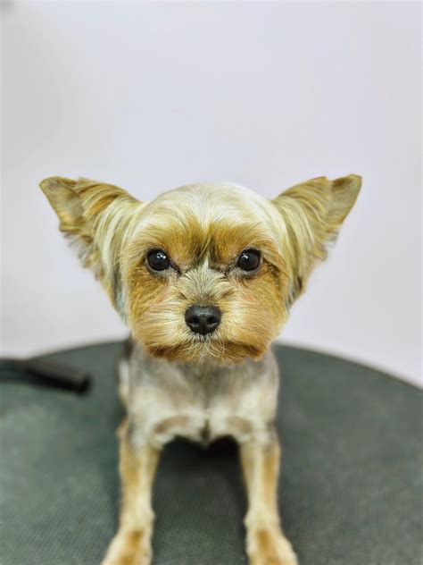 Yorkie haircuts and Yorkie haircuts: beauty and health! - V.O.G DOG