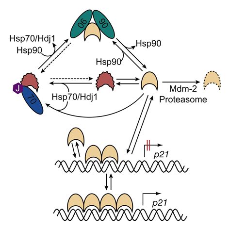 Hsp70 And Hsp90 Mediated Regulation Of The Conformation Of P53 DNA