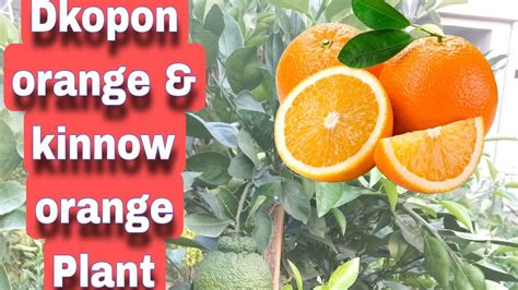 Dkopon Orange Tree Kinnow Orange Plant Youtube