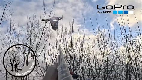 Chasse Des Pigeons Km De Lille Gopro Wood Pigeon Hunting