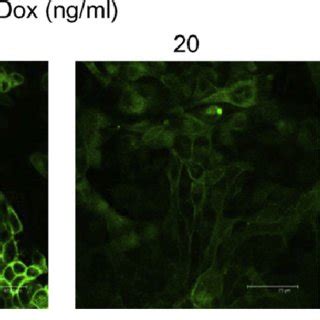 Inducible Dcytb EGFP Expression In MDCK Tet Off Cells A Confocal